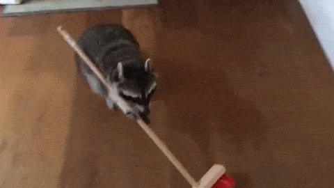 floor raccoon GIF