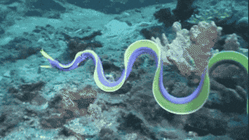 ribbon eel GIF