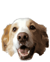 Flaming Cool Dog Sticker by Steffen und Bach