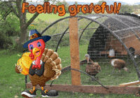 American Football Thanksgiving GIF