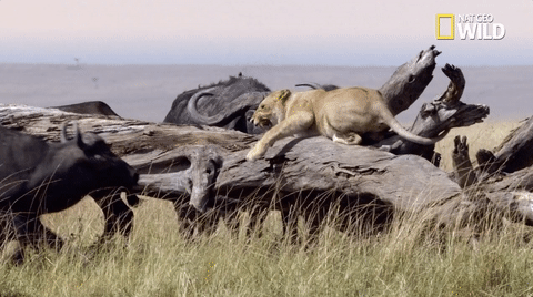 african cats big cat week GIF by Nat Geo Wild