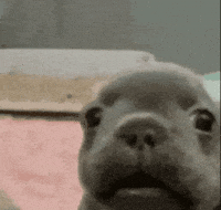 Pibble GIF
