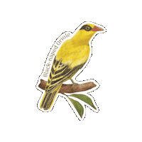 Oriole Sticker