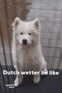 Rain Raining GIF