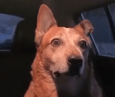 smnarnold giphyupload GIF