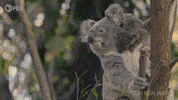 Episode 1 Trees GIF by PBS