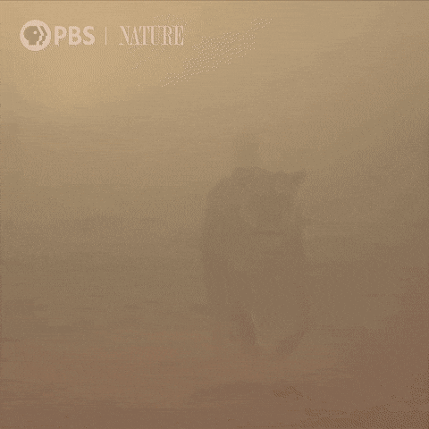 Pbs Nature Family GIF by Nature on PBS