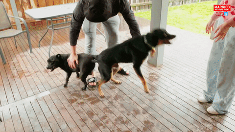 Dog Reaction GIF by Married At First Sight