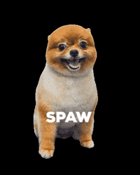 tailwagginae tw pomeranian tailwaggin tailwagginae GIF