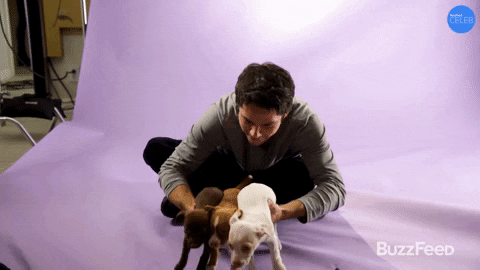 Puppy Puppies GIF by BuzzFeed