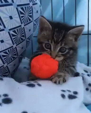 kitten yarn GIF
