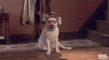 SNL gif. Dog has sunglasses and a beer cap on as it sits and pants, smiling at us.