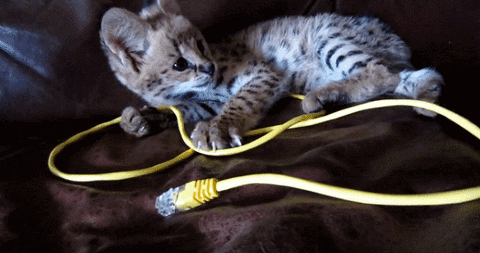 connection GIF