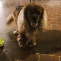 dog show GIF by Westminster Kennel Club