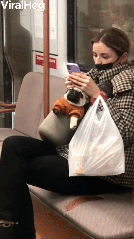 Pug Rests in Purse on Moscow Subway