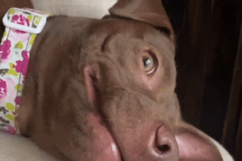 Disbelief What GIF by JSRanchDogDesigns