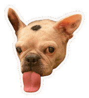French Bulldog Tongue Out Sticker
