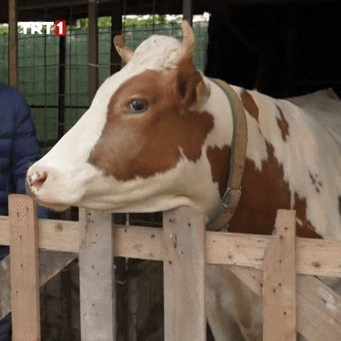 Hungry Ot GIF by TRT