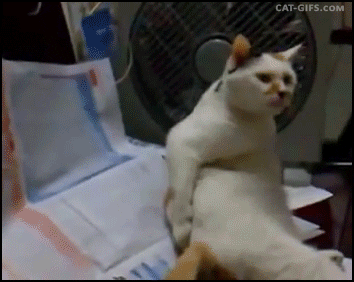 Cat Lol GIF by JustViral