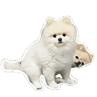 Borikao Sticker