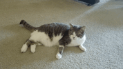 cats kitty GIF