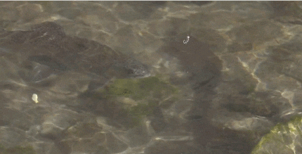 hungry trout GIF