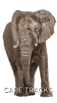 Africa Elephant Sticker by Cape Tracks