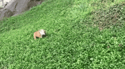 dog roll GIF