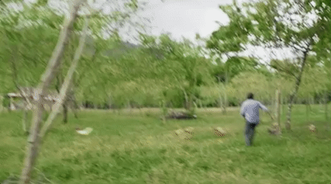 viceland GIF by JUNGLETOWN