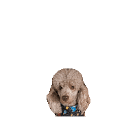 Space Nasa Sticker by Geekster Pets