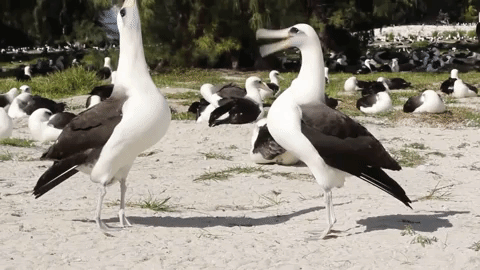 Albatross Mating Ritual GIF by U.S. Fish and Wildlife Service