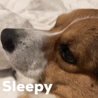 Sleepy Dog GIF