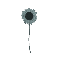 sandradeoliveiraf shine fleur etoile sdof Sticker