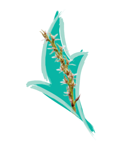 Endangered Species Australia Sticker by NSW Department of Planning, Industry and Environment