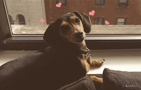 dog hearts GIF by The BarkPost 