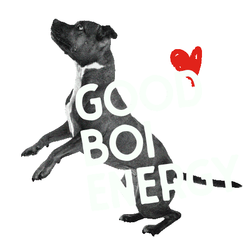 Good Boy Dog Sticker by Stella and Chewy's