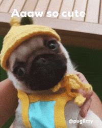 Puppy Love GIF