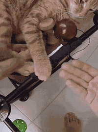 high five cat GIF by Sweets Kendamas