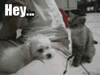 jokes GIF