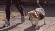 GIF by Animal Planet
