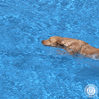 I Got It Swimming GIF by American Kennel Club