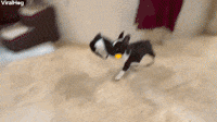 Puppy Thief Steals All the Things