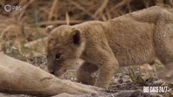 Bother Season 2 GIF by PBS