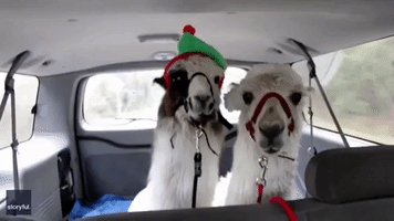 Husband Surprises Wife With Santa and Elf 'Llamagram'