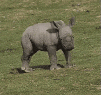 gergedanyapim  GIF
