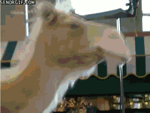 Water Camels GIF