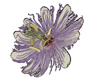 cafeinacoli maracuya passiflora caro arevalo cafeinacoli Sticker