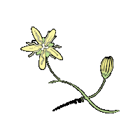 Passiflora Sticker