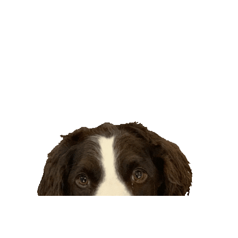 FlairComm dog dogs flair bubby Sticker