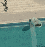 cat dog GIF
